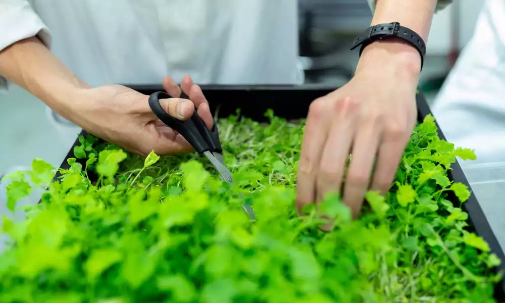 Aquaponics market